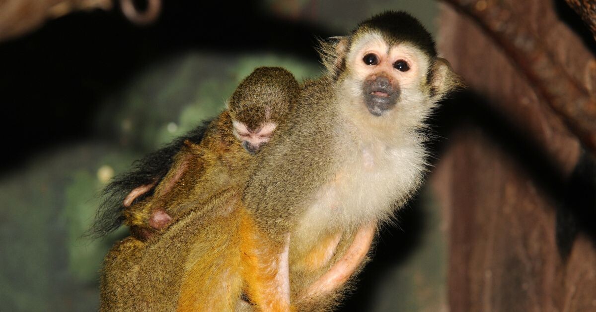Zdroj: Zoo Olomouc