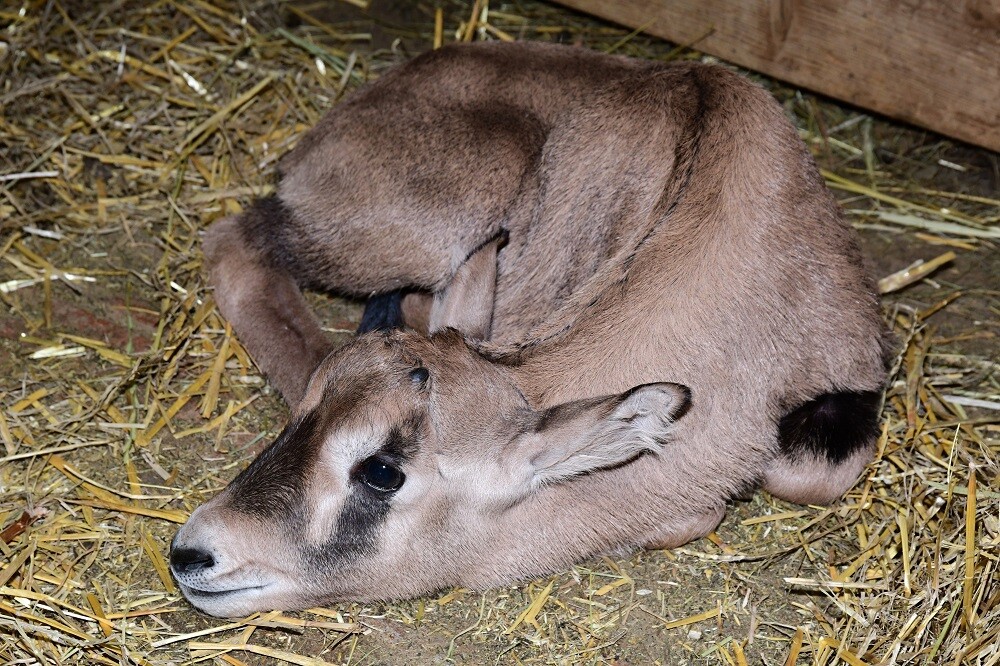 Zdroj: Zoo Olomouc