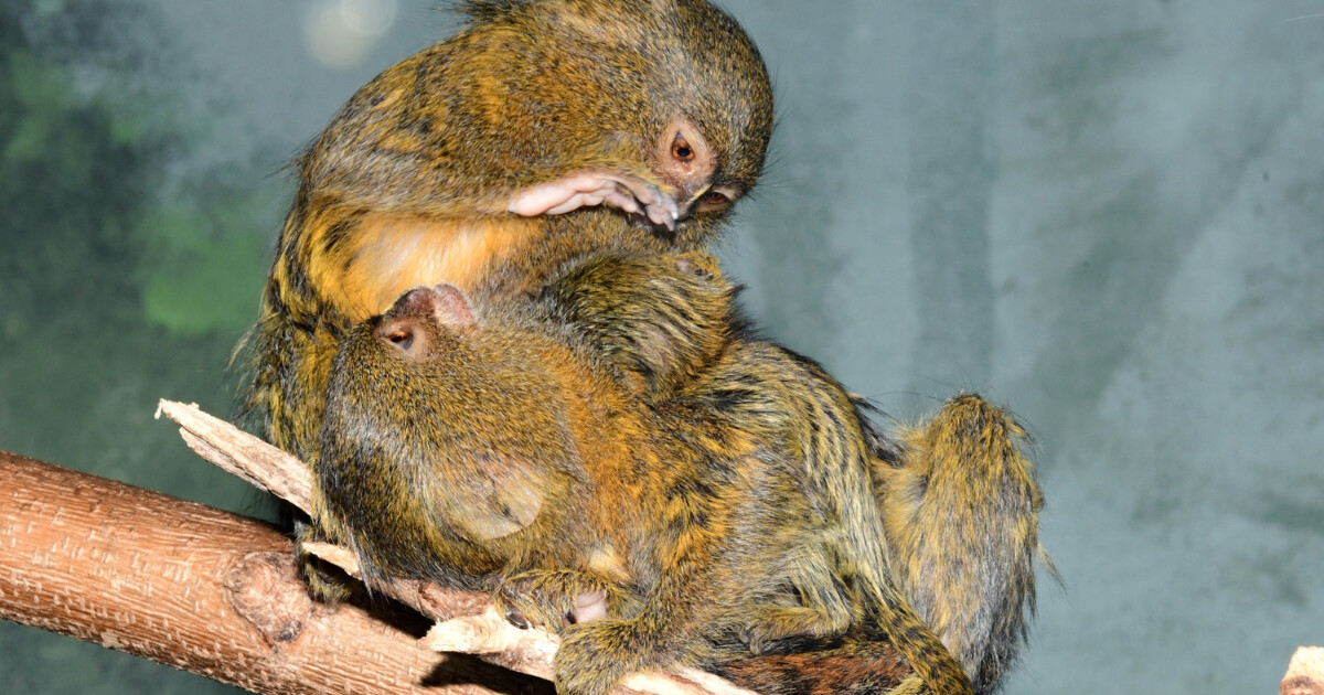 zdroj: Zoo Olomouc