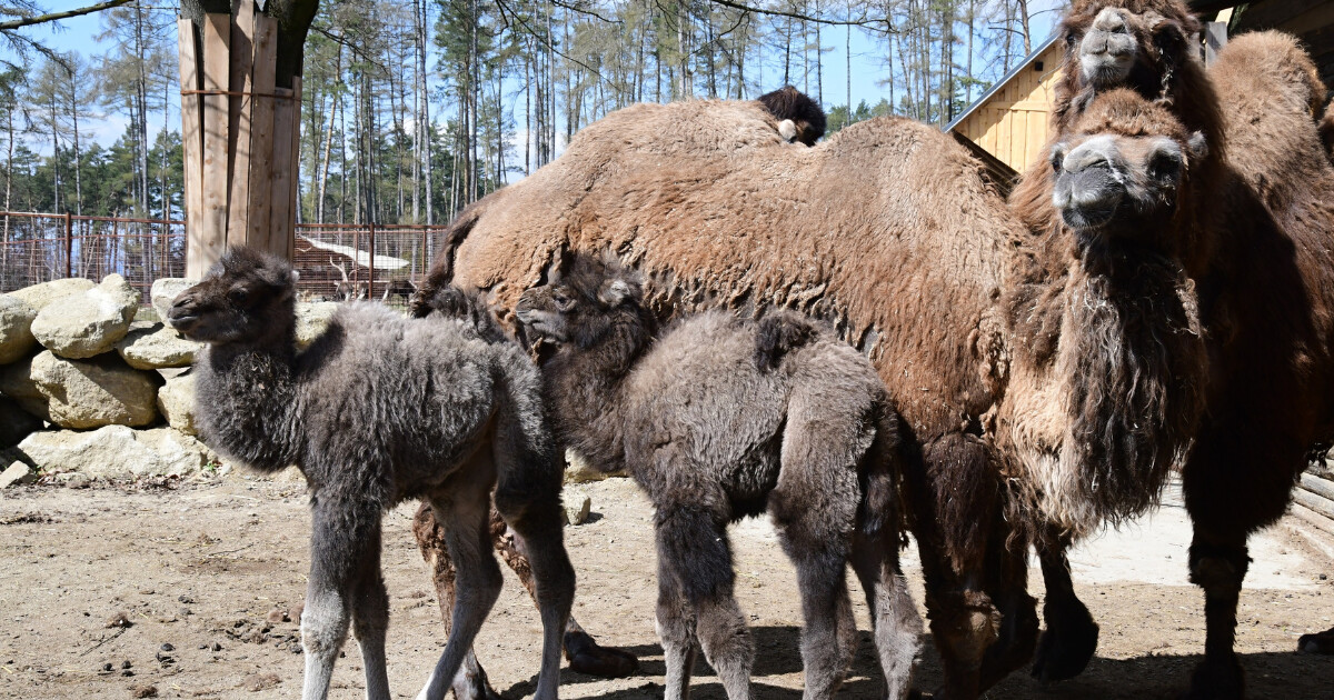 zdroj: Zoo Olomouc