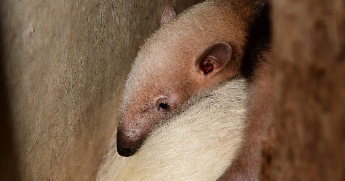 Zdroj: Zoo Olomouc 