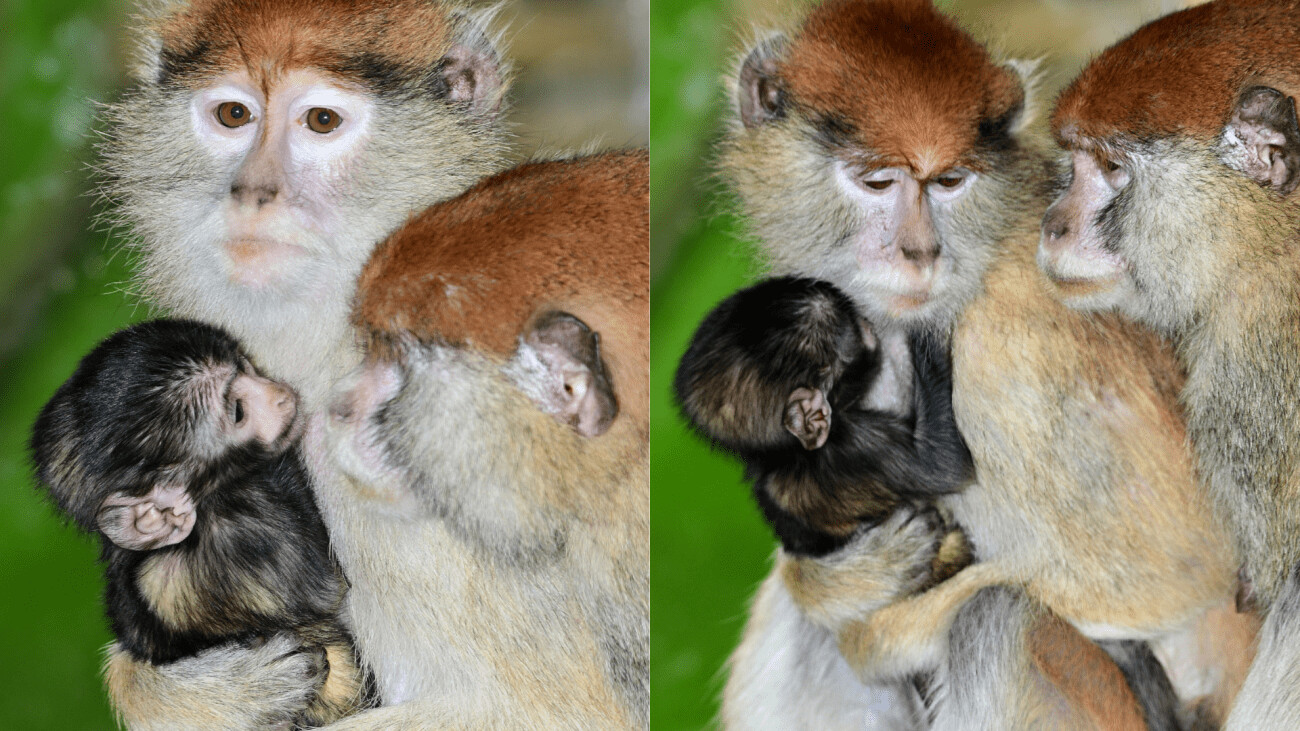 Foto: Zoo Olomouc