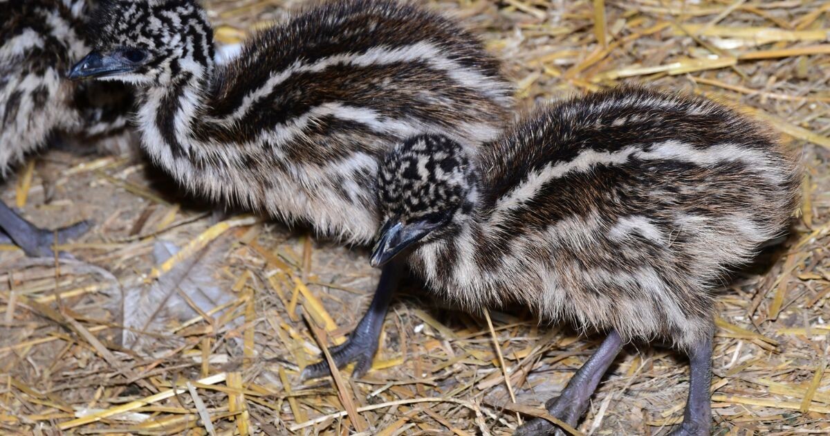 Zdroj: Zoo Olomouc 