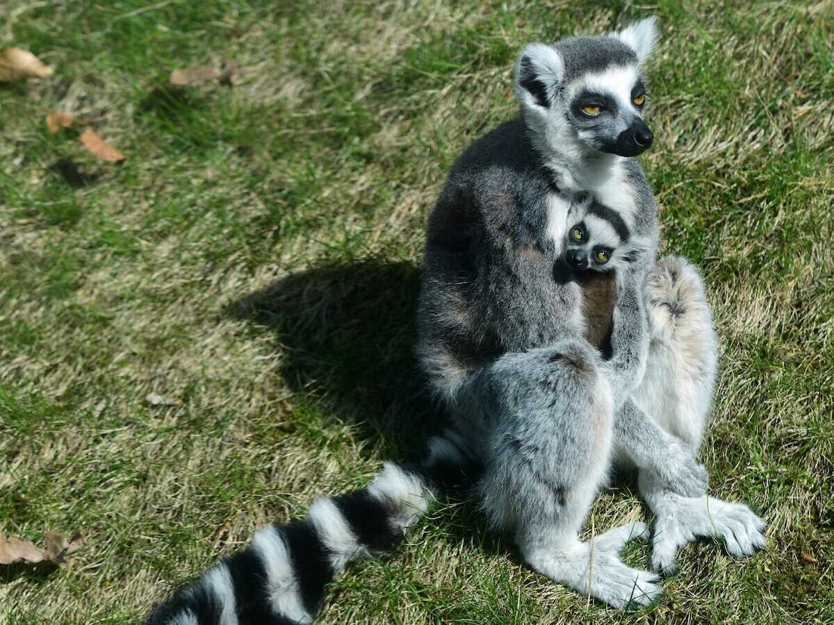 Lemur kata/ zdroj: Zoo Olomouc