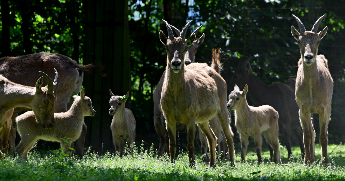 Kozorožci kavkazští, zdroj: Zoo Olomouc