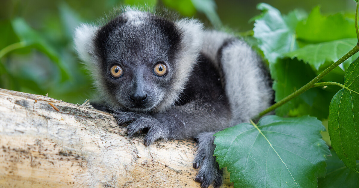 Vari černobílý, zdroj: Zoo Olomouc