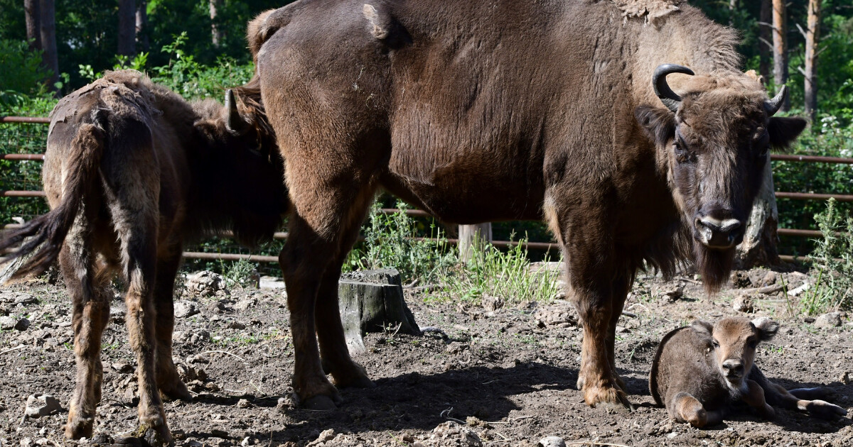 zdroj: Zoo Olomouc