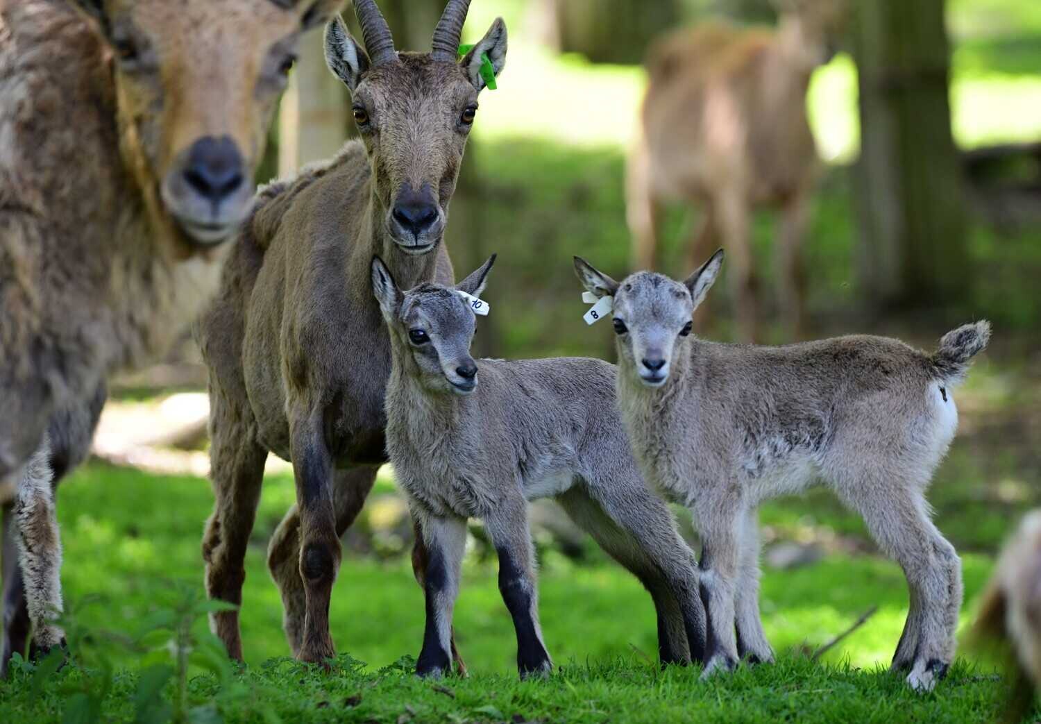 Foto: Zoo Olomouc