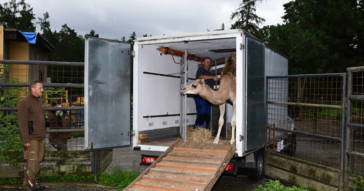 Velbloud jednohrbý, zdroj: Zoo Olomouc