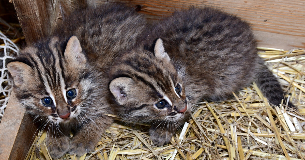 zdroj: Zoo Olomouc