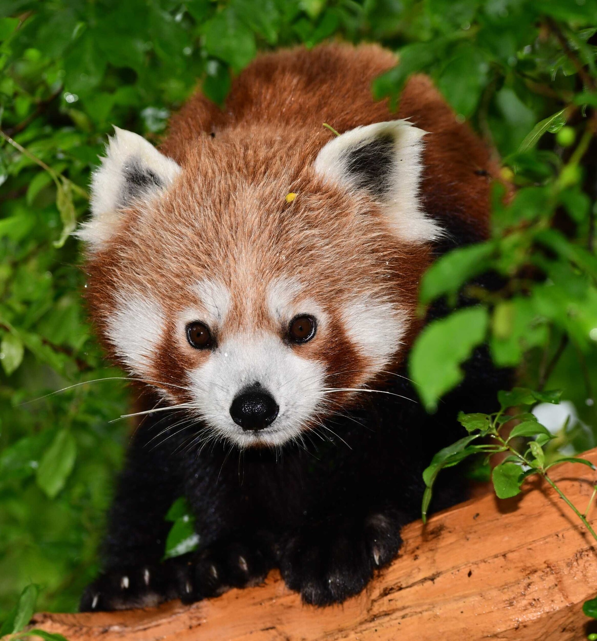 Panda červená | zdroj: Zoo Olomouc