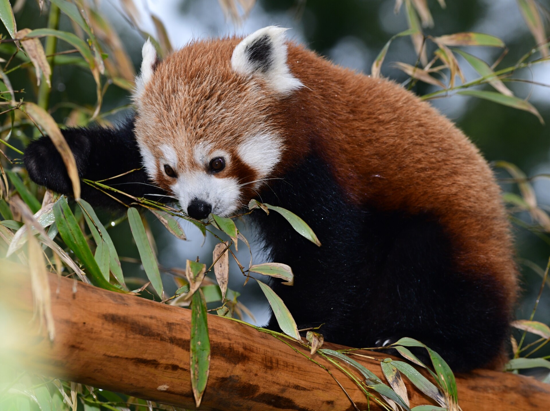 Panda červená | zdroj: Zoo Olomouc