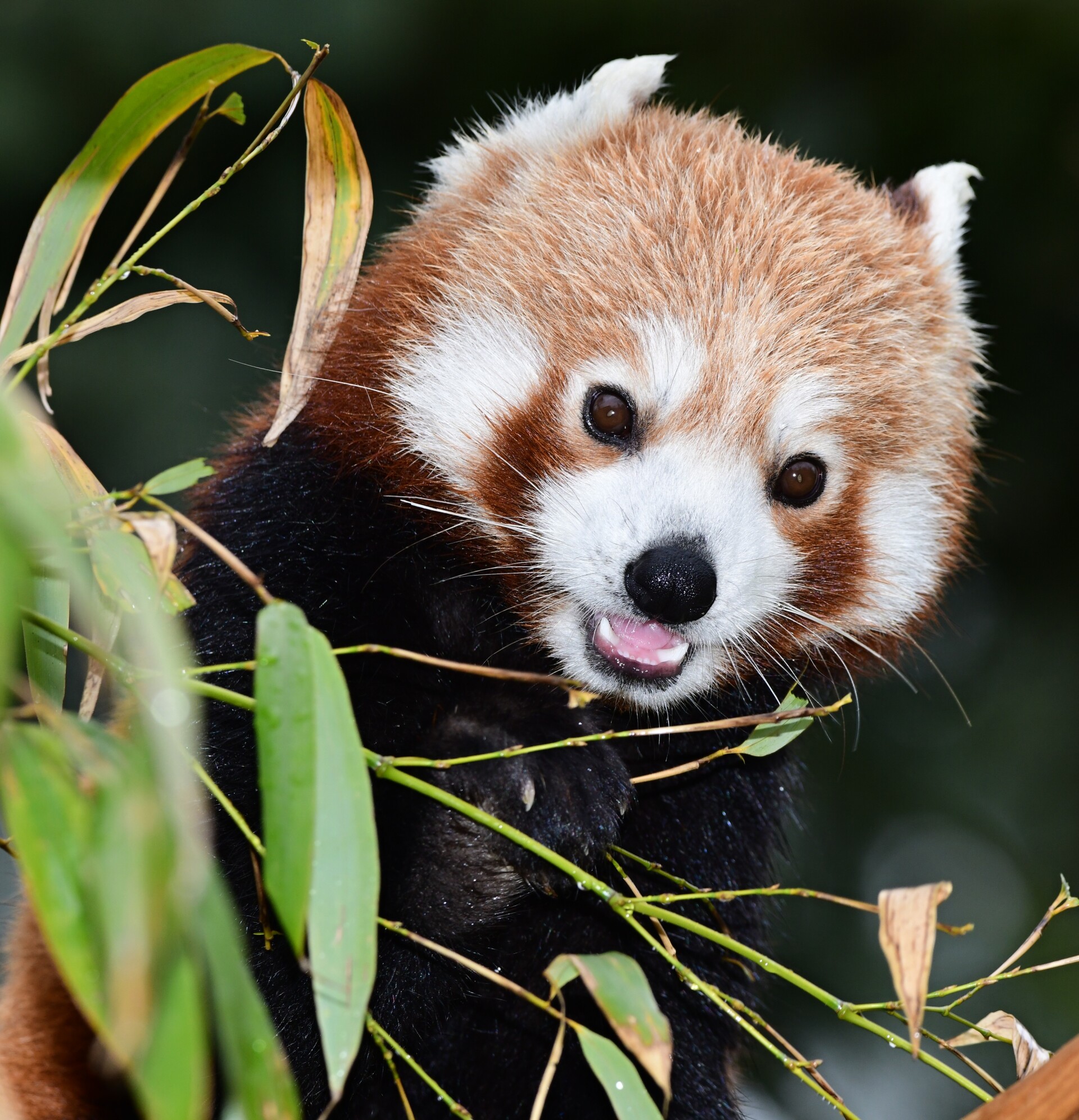 Panda červená | zdroj: Zoo Olomouc