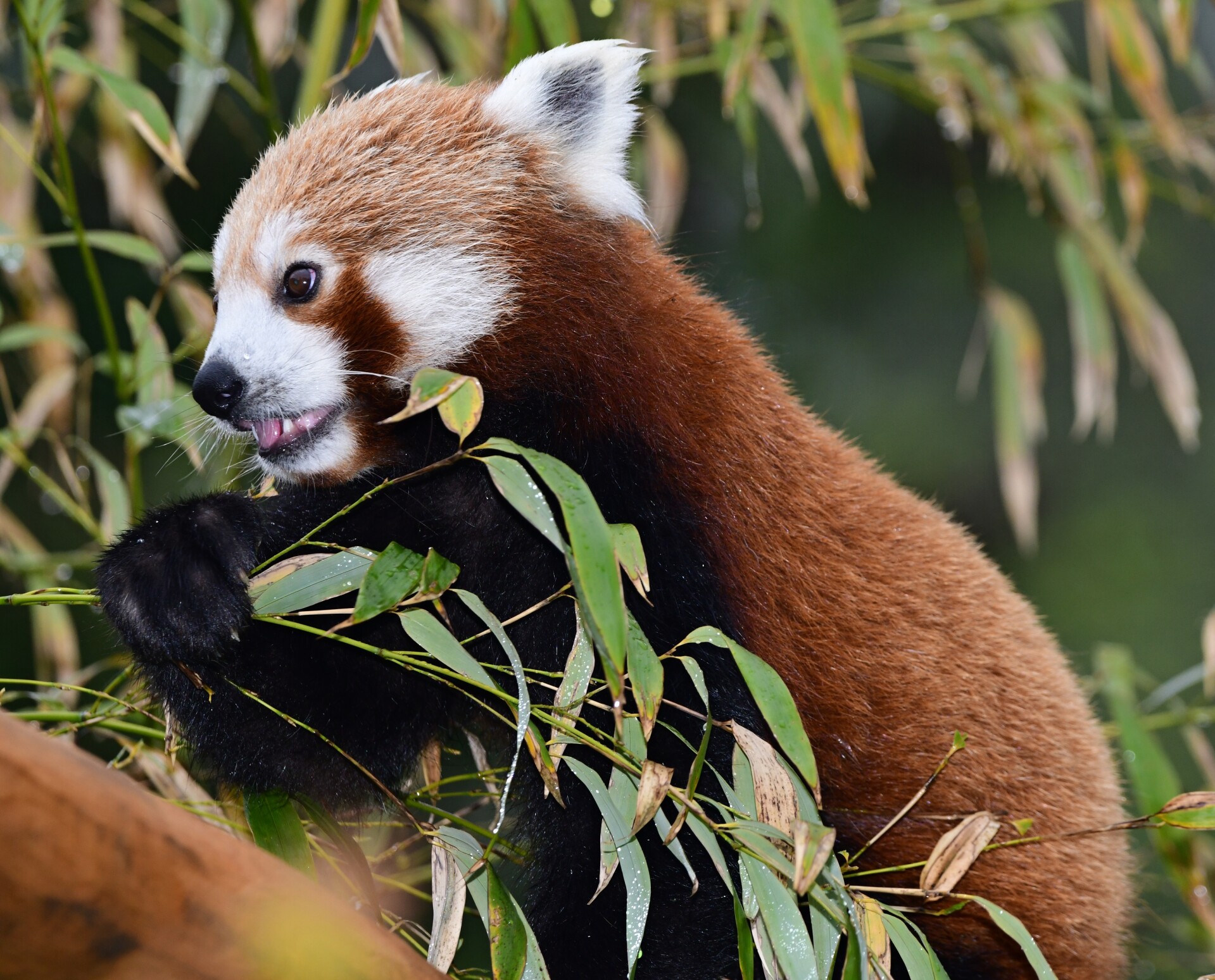 Panda červená | zdroj: Zoo Olomouc