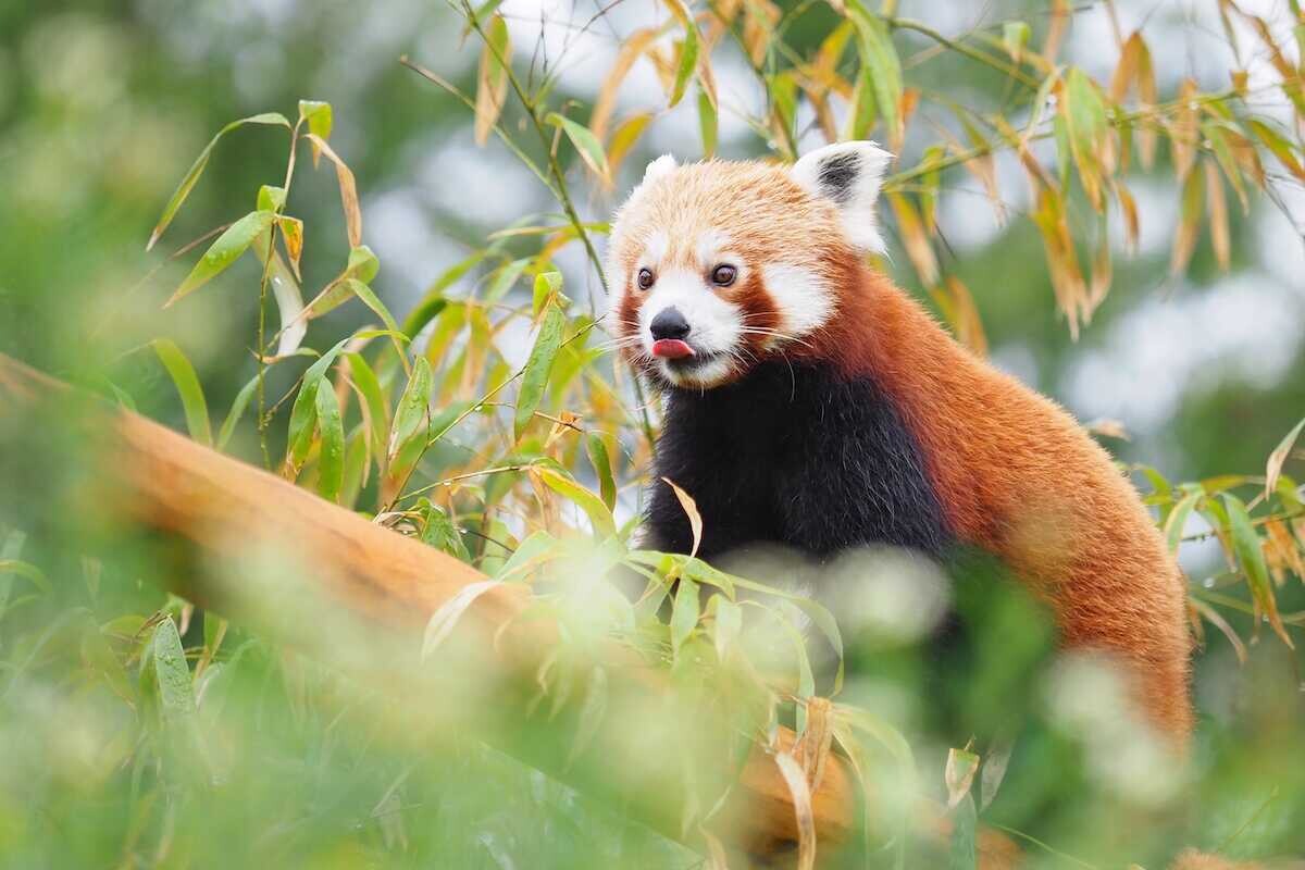 Panda červená | zdroj: Zoo Olomouc