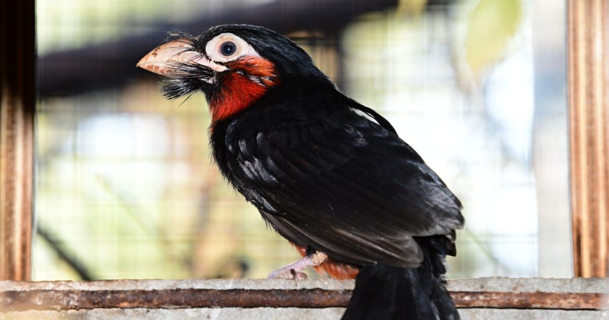 Zdroj: Zoo Olomouc 