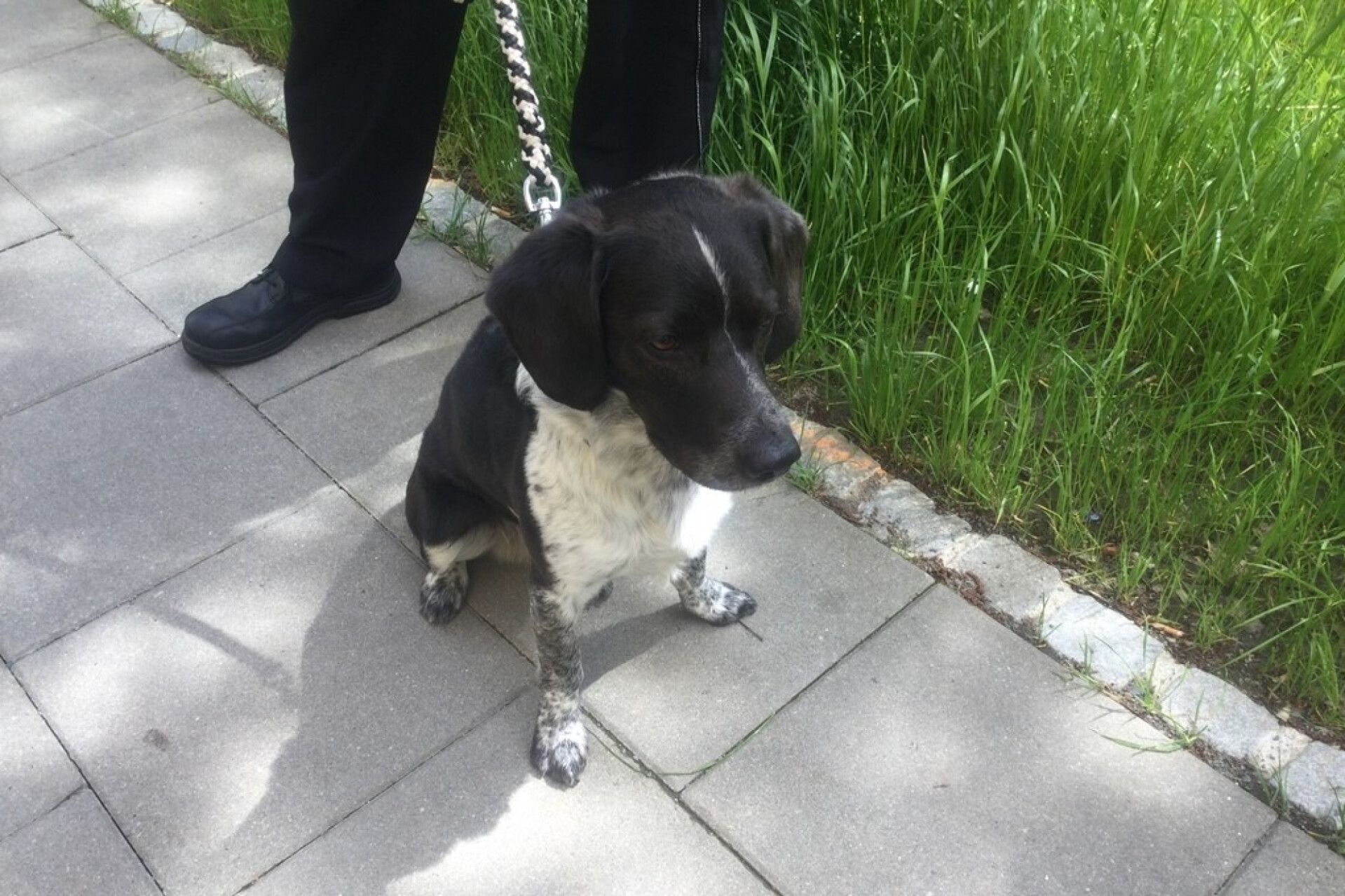 Foto: Městská policie Olomouc