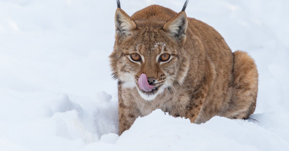 Zdroj: Zoo Olomouc