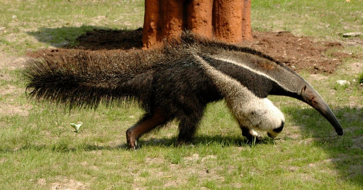 Zdroj: Zoo Olomouc 