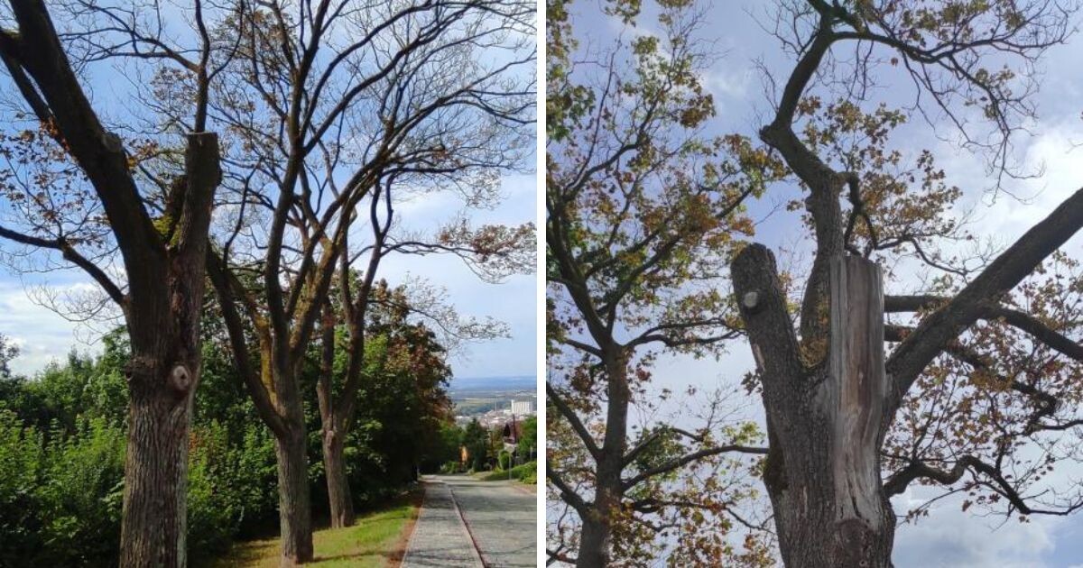 Zdroj: Město Šternberk
