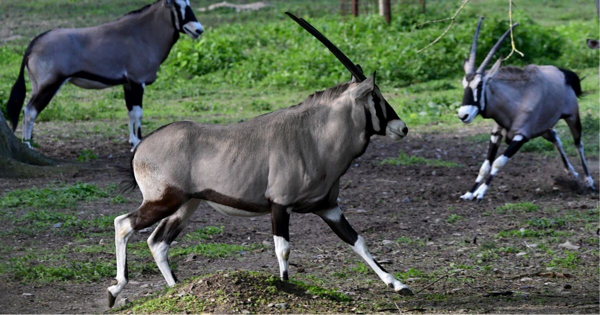 Zdroj: Zoo Olomouc
