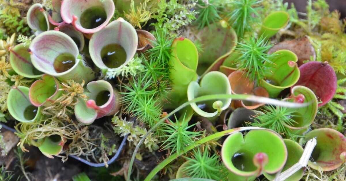 Foto: Flora Olomouc