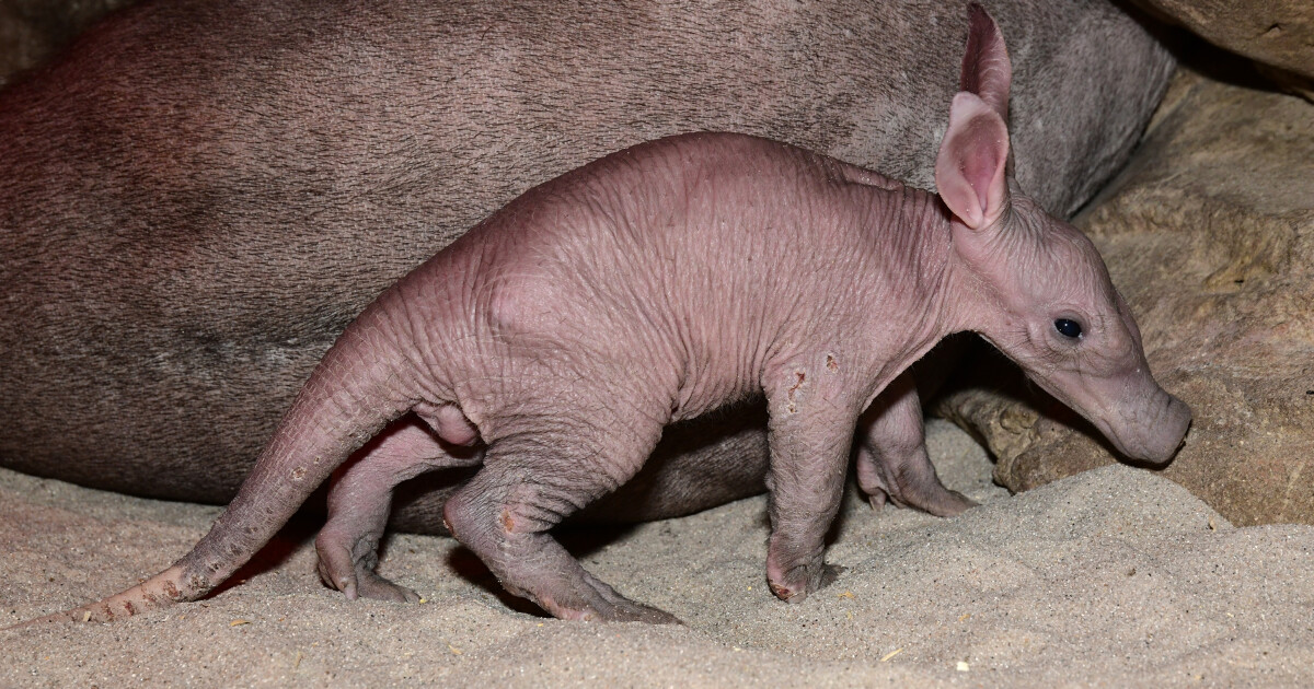 Zdroj: Zoo Olomouc