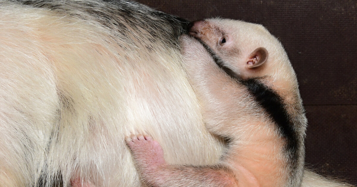 zdroj: Zoo Olomouc