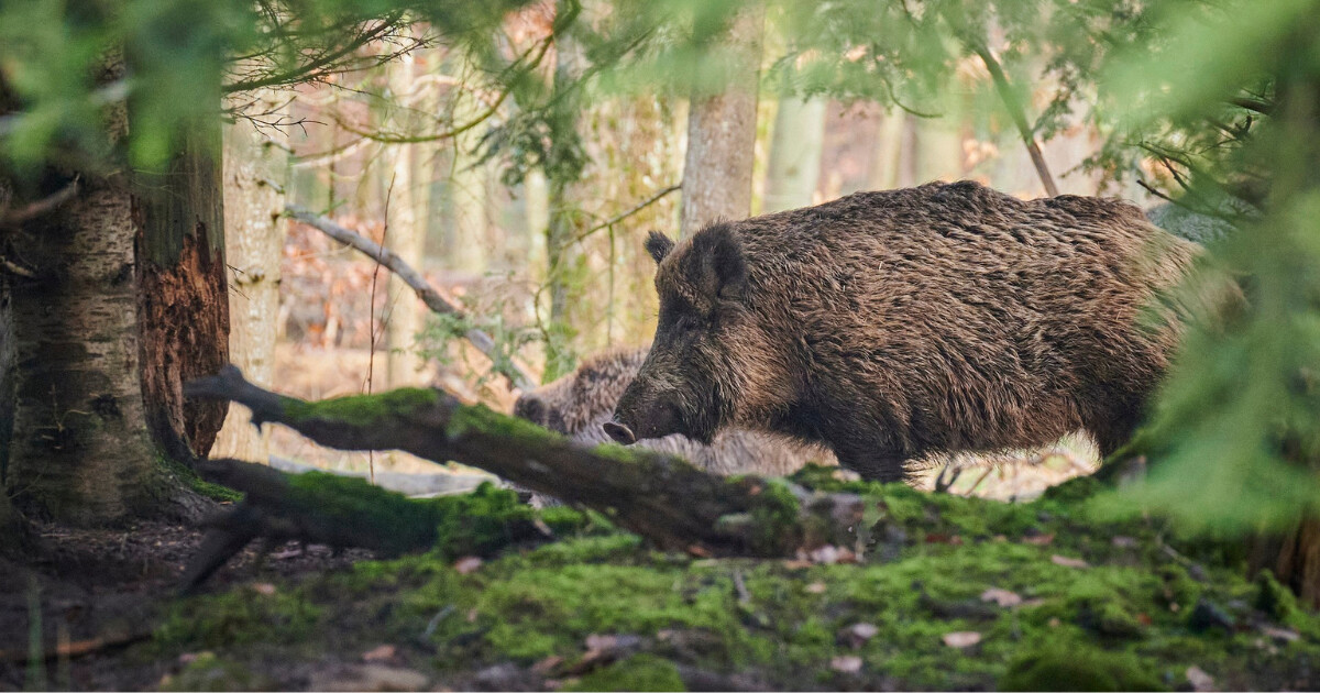 zdroj: SVS