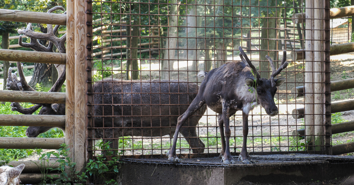 Zdroj: Zoo Olomouc