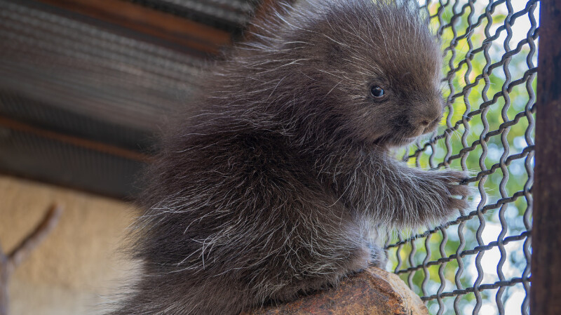 Urzo kanadský, zdroj: Zoo Olomouc