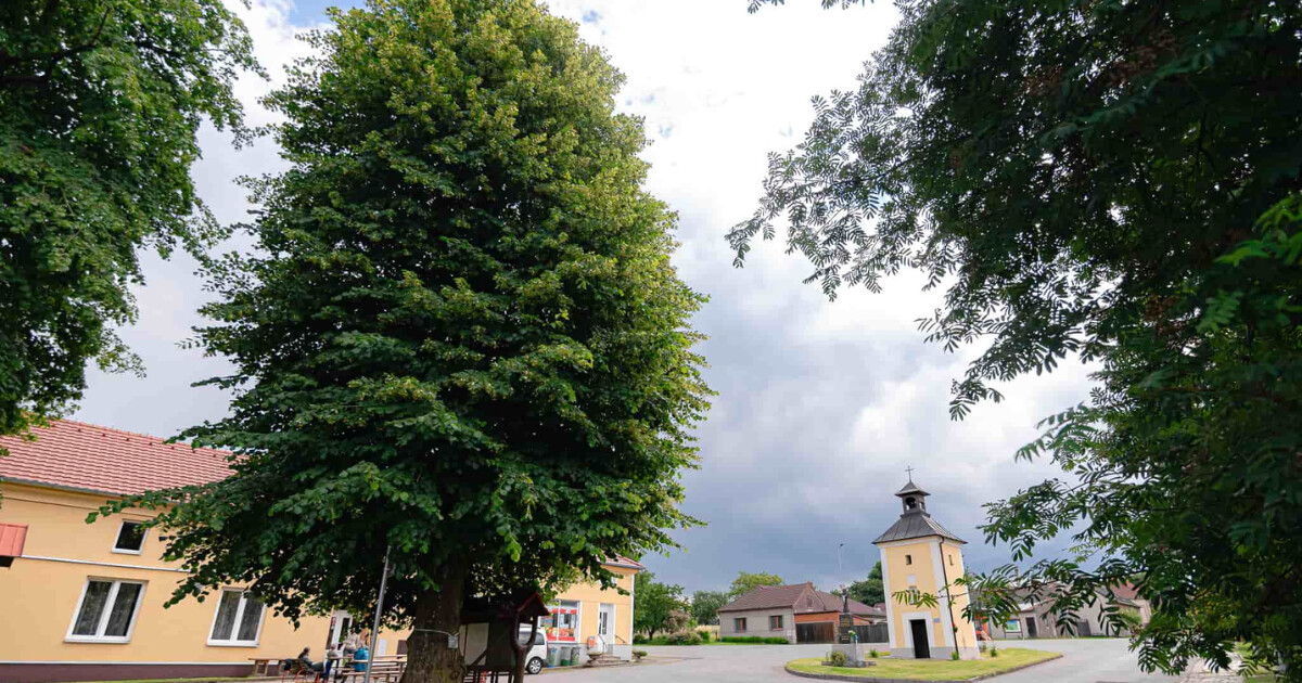 zdroj: Stromroku.cz / Lucie Mojžíšová