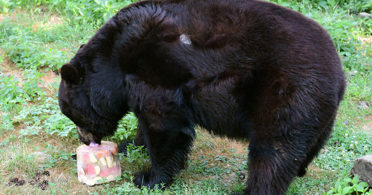 zdroj: Zoo Olomouc