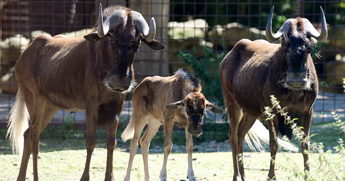 Zdroj: Zoo Olomouc
