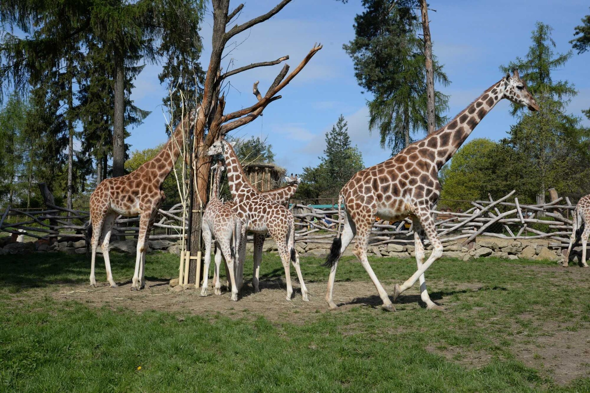 Zdroj: ZOO Olomouc