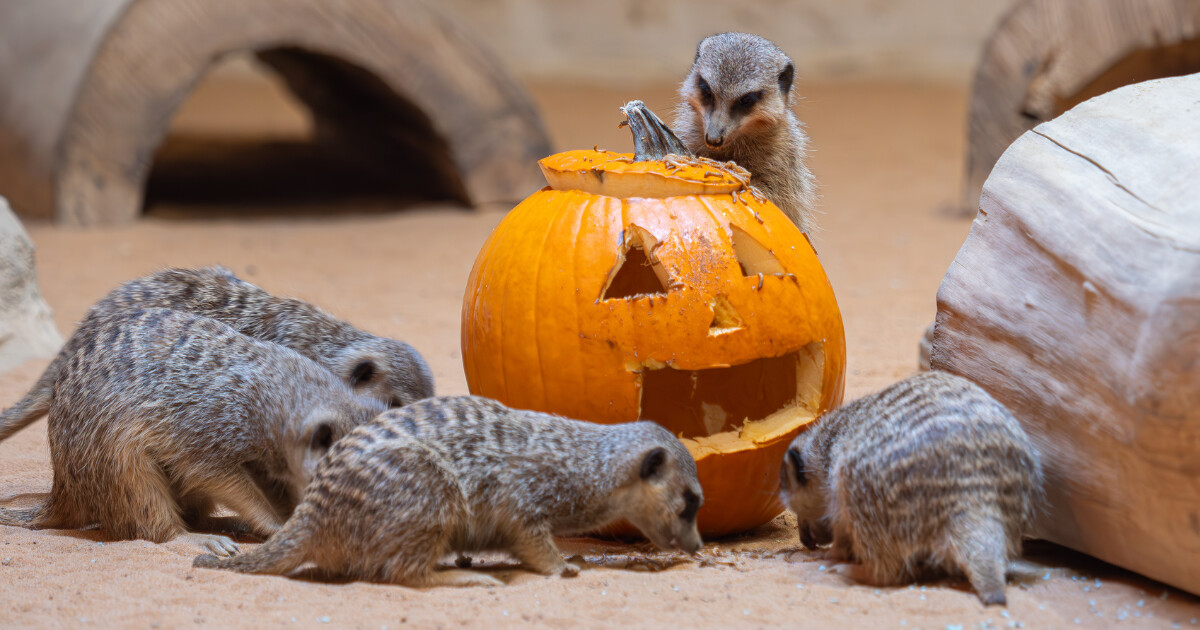 Zdroj: Zoo Olomouc