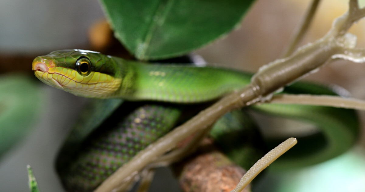 Zdroj: Zoo Olomouc