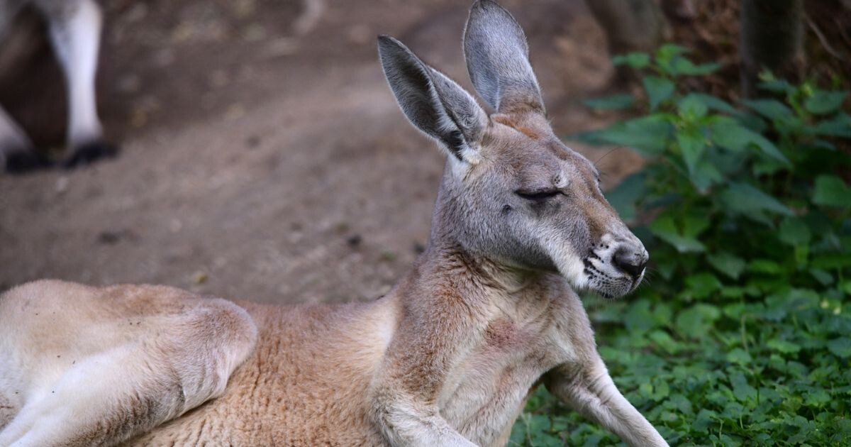 Zdroj: Zoo Olomouc