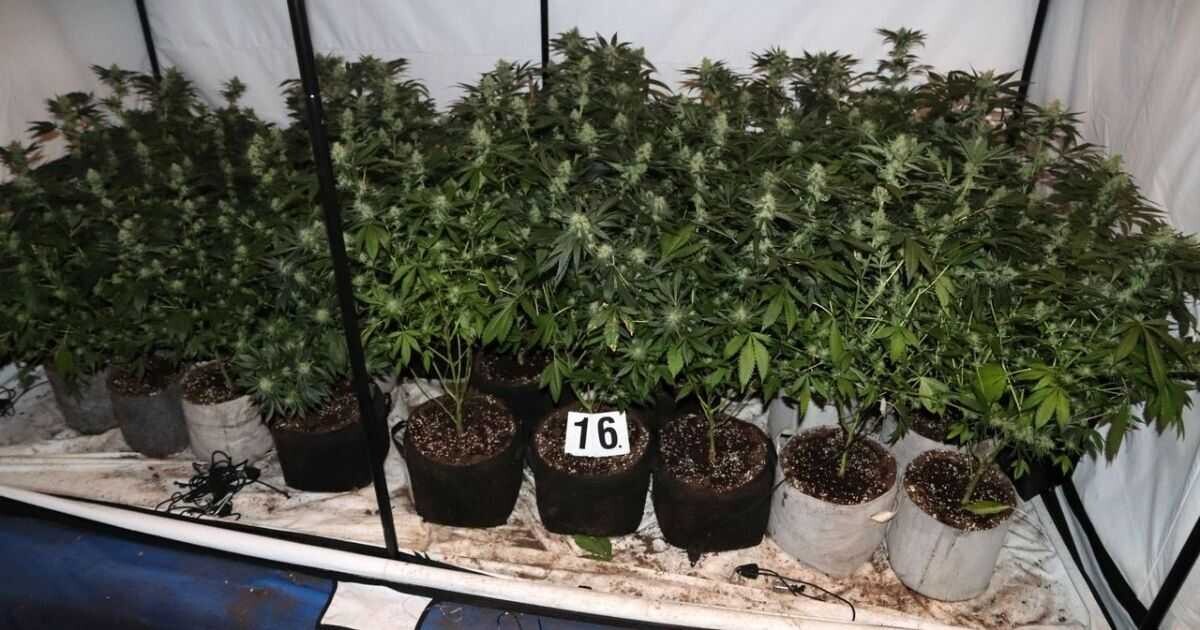 Policisté na Šumpersku objevili pěstírnu konopí, foto: Policie ČR
