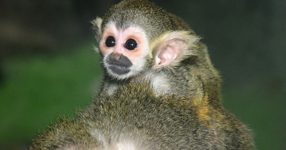 Zdroj: Zoo Olomouc