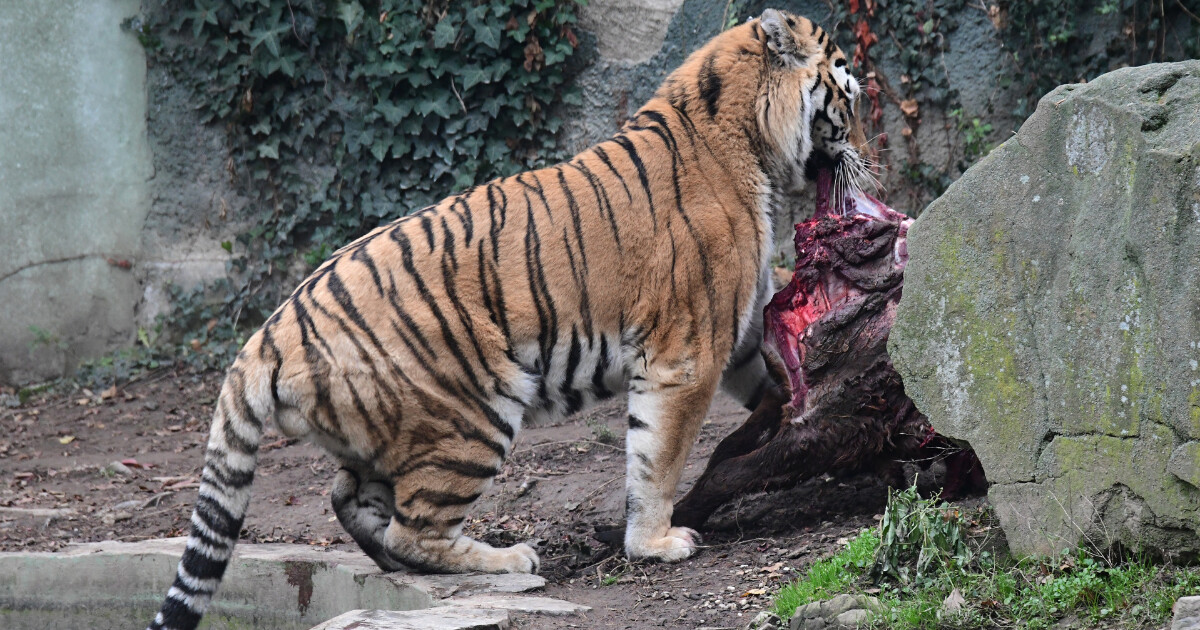 zdroj: Zoo Olomouc
