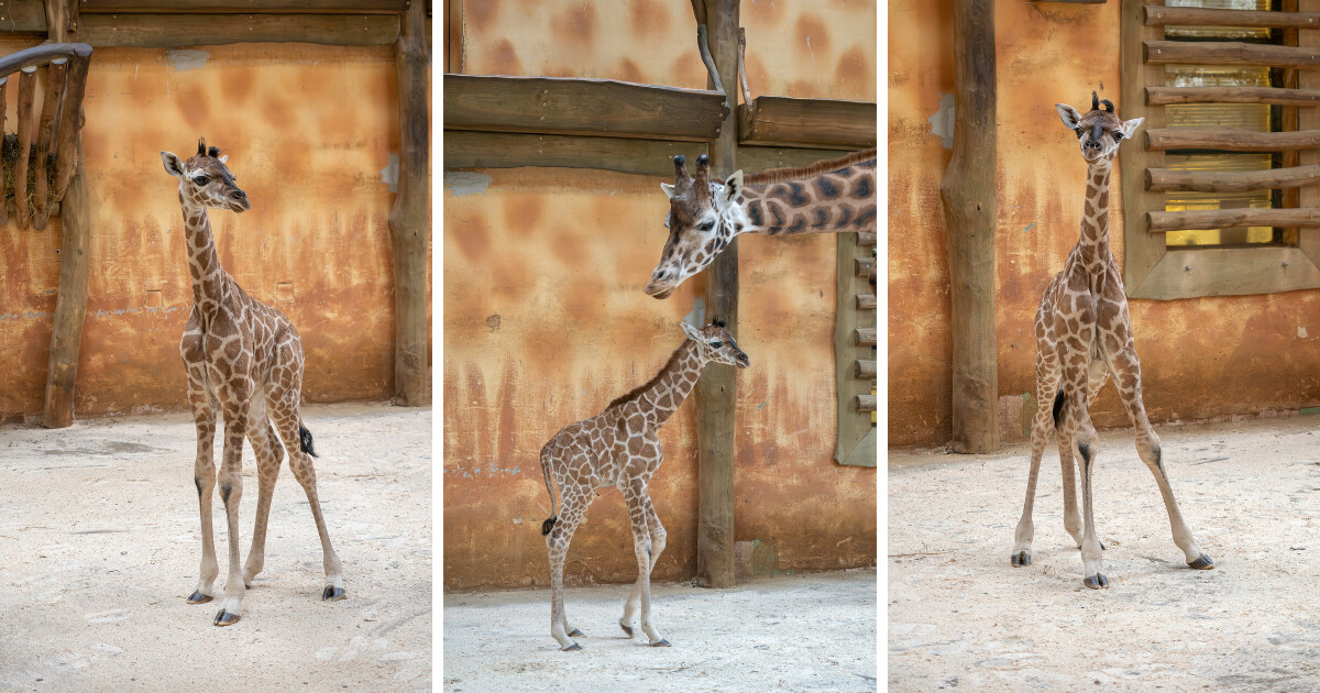 zdroj: Zoo Olomouc