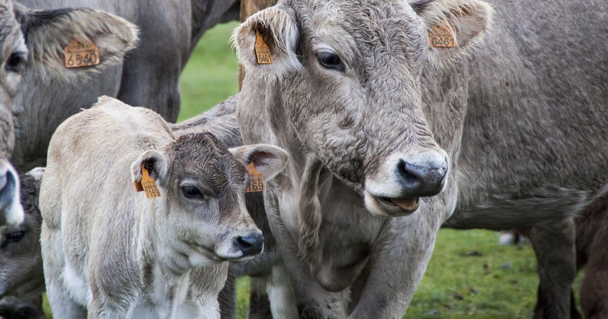 Zdroj: Státní veterinární správa