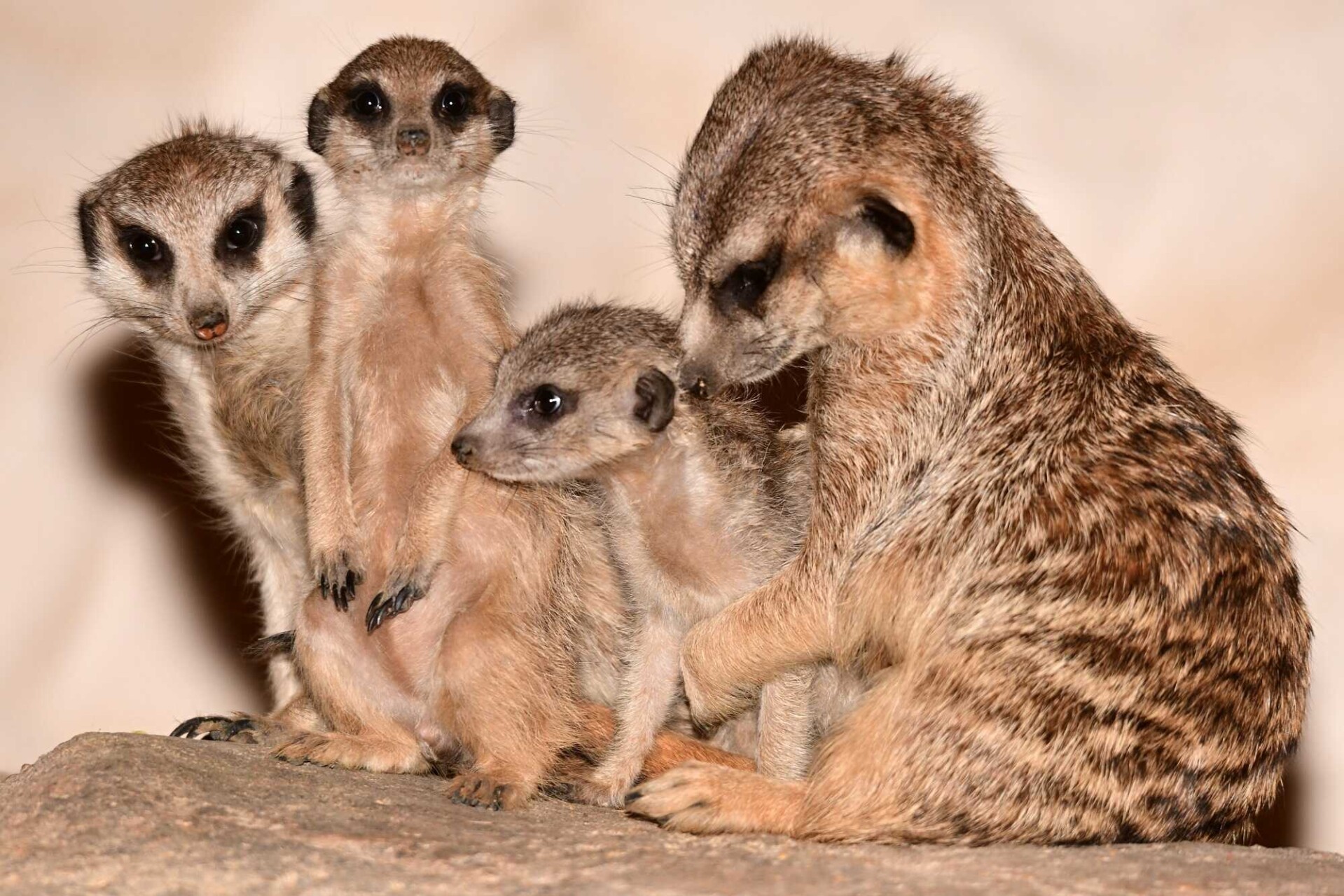 Zdroj: Zoologická zahrada Olomouc