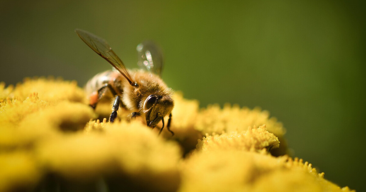 Foto ilustrační, zdroj: Pixabay