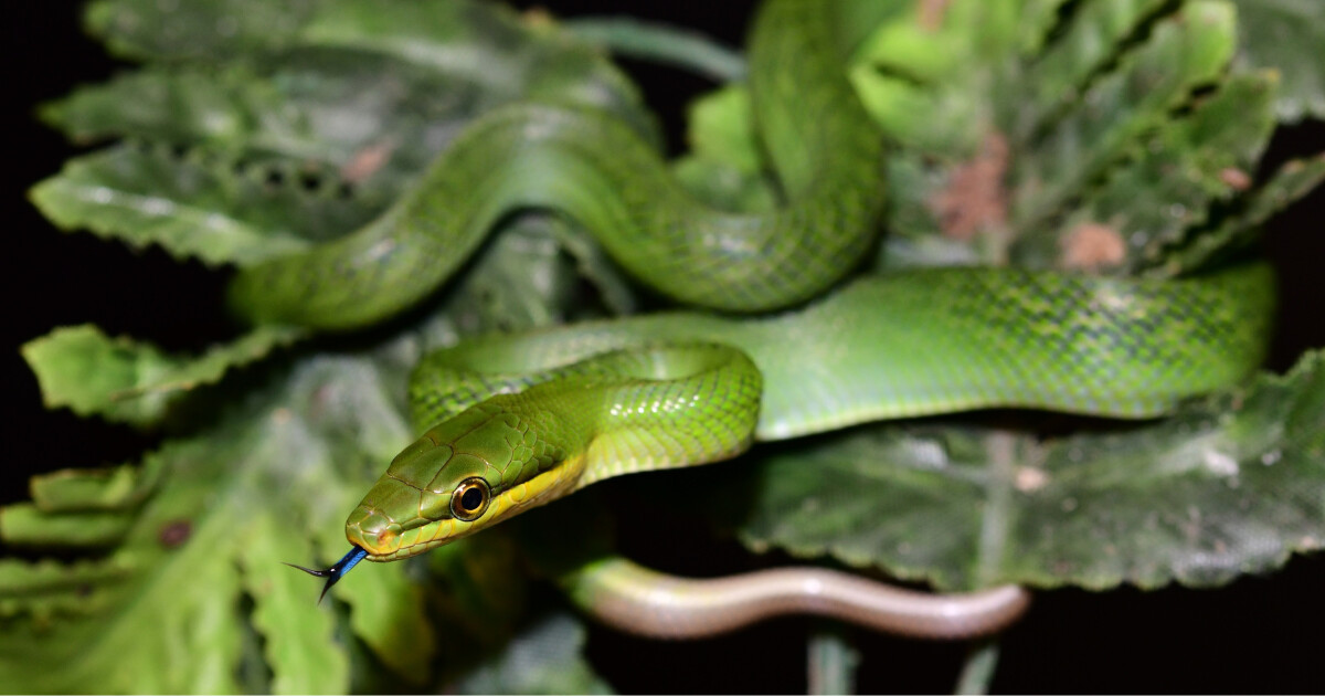 zdroj: Zoo Olomouc