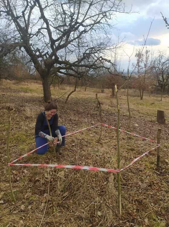 Zdroj: Třešňový sad Šternberk