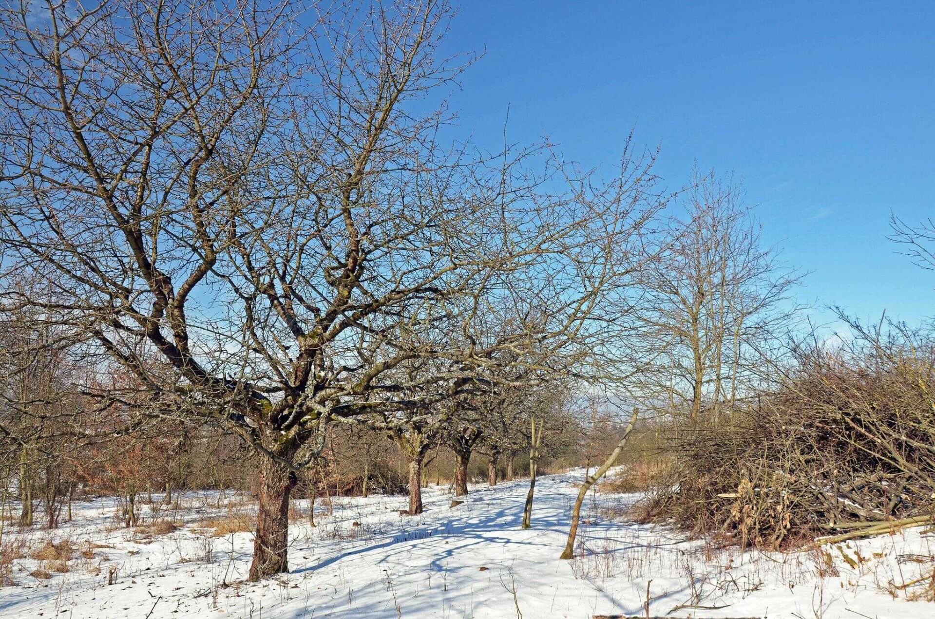 Zdroj: Třešňový sad Šternberk
