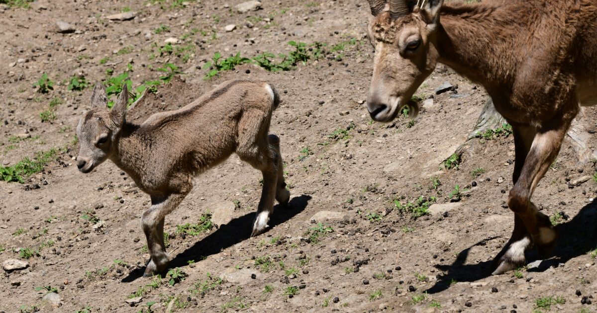 Zdroj: Zoo Olomouc