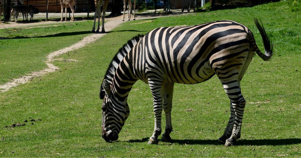 Zdroj: Zoo Olomouc 